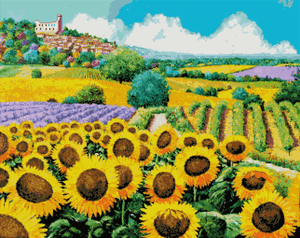 Weinberge und Sonnenblumen